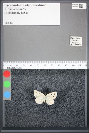 Media type: image;   Entomology 52204